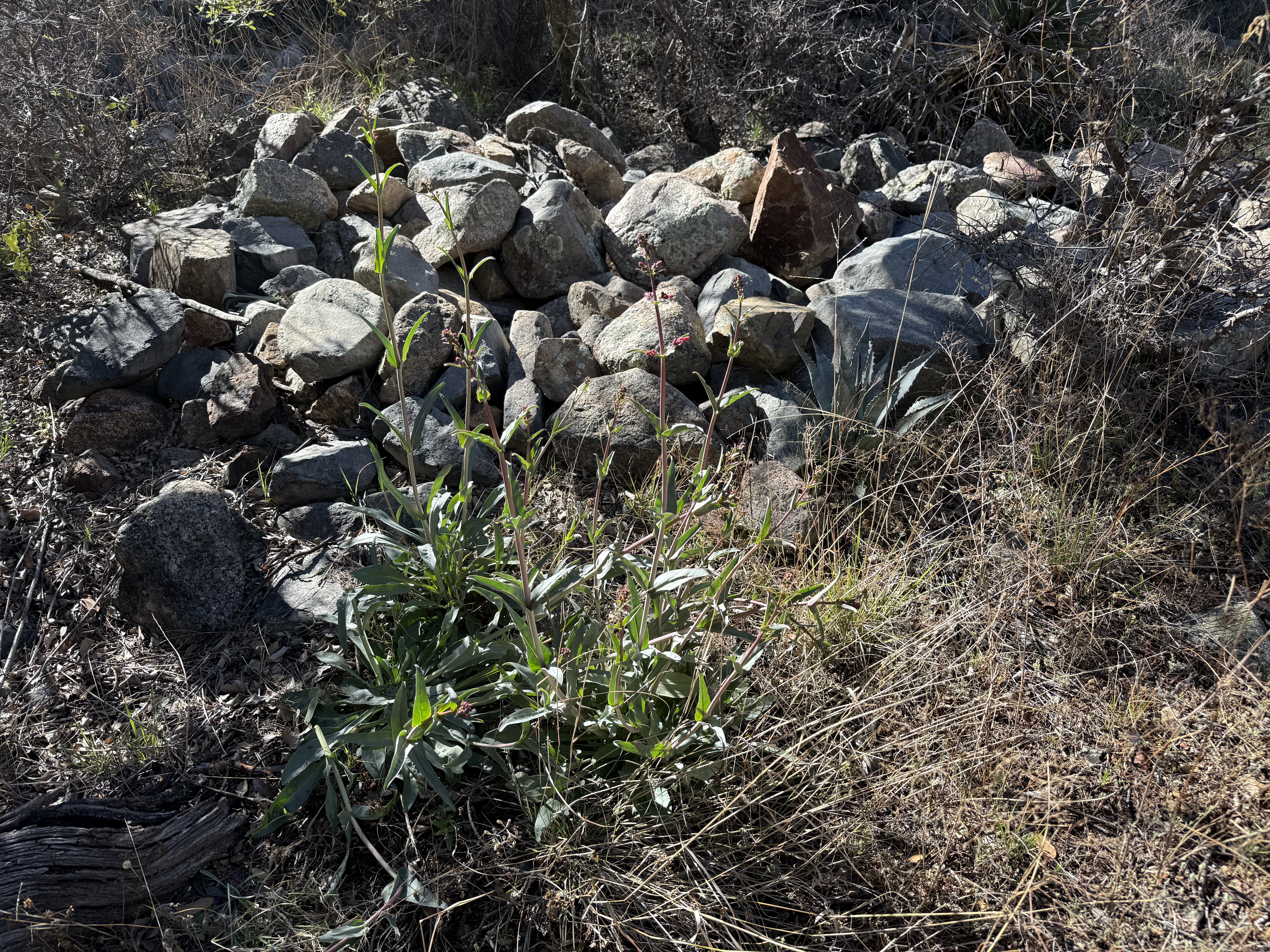 Montosa Canyon image not found