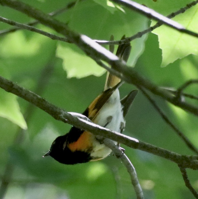 American Redstart image not found