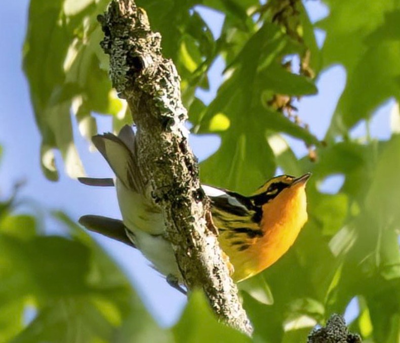 Blackburnian Warbler image not found