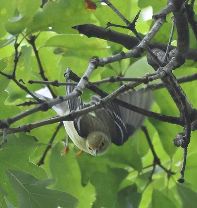 Blackpoll Warbler 5 image not found