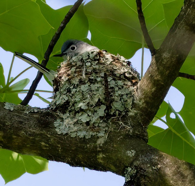 Blue-gray Gnatcatcher image not found