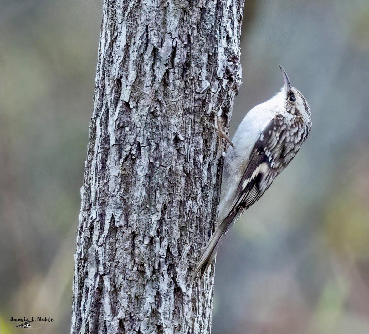 Brown Creeper 3 image not found