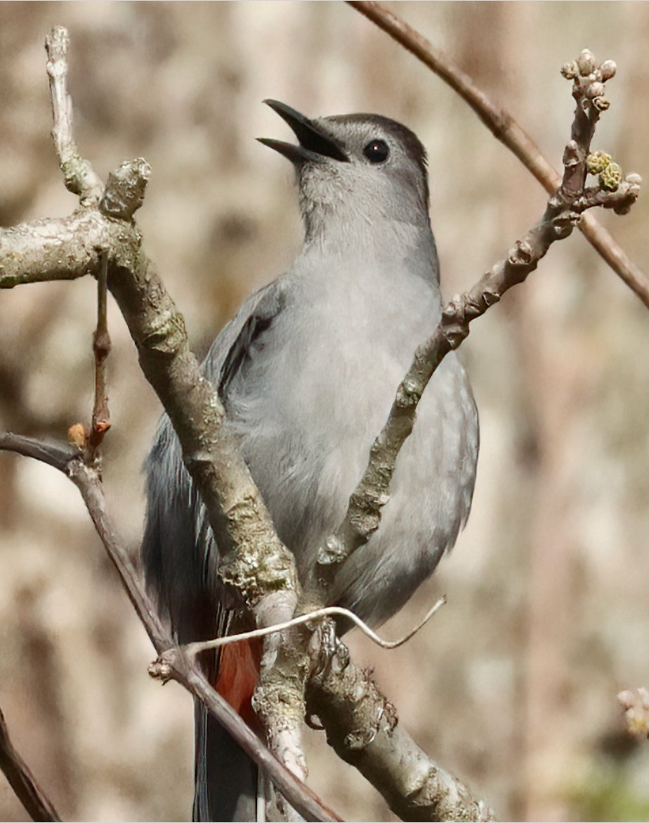 Catbird 4 image not found