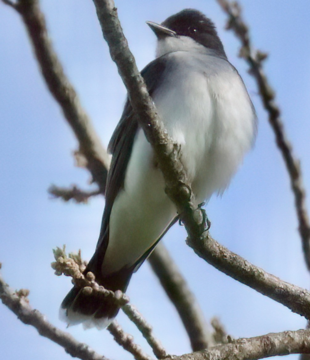Eastern Kingbird 4 image not found