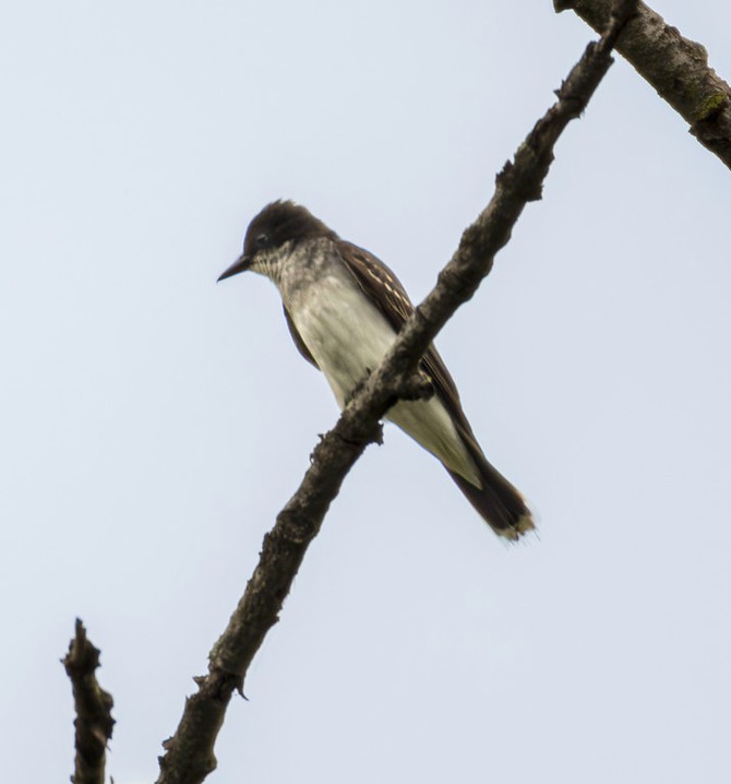 Eastern Kingbird 5 image not found