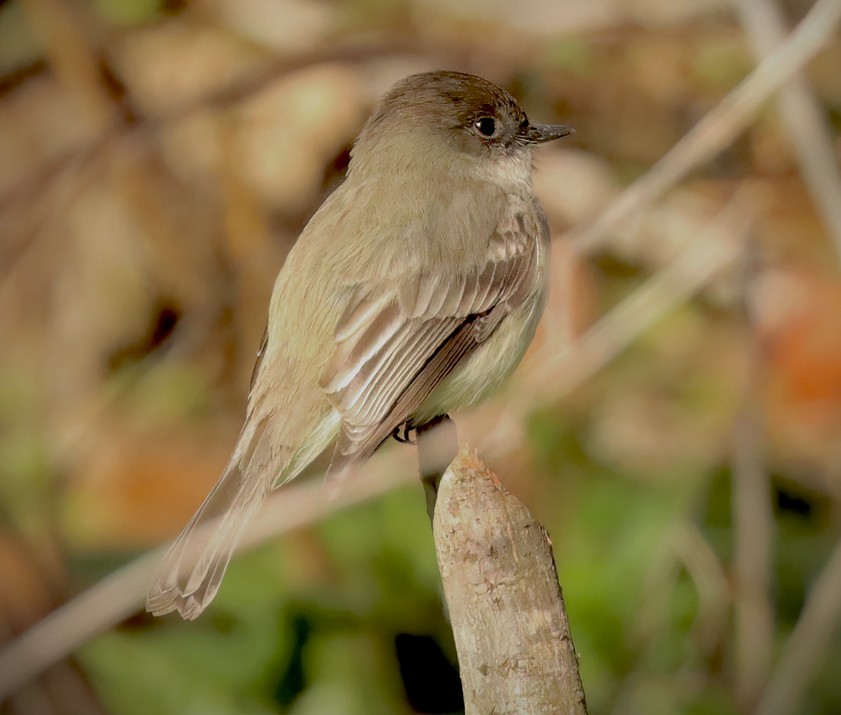Eastern Phoebe 3 image not found