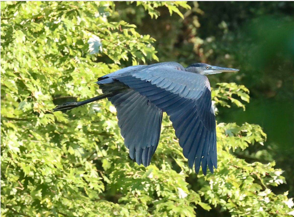 Great Blue Heron image not found