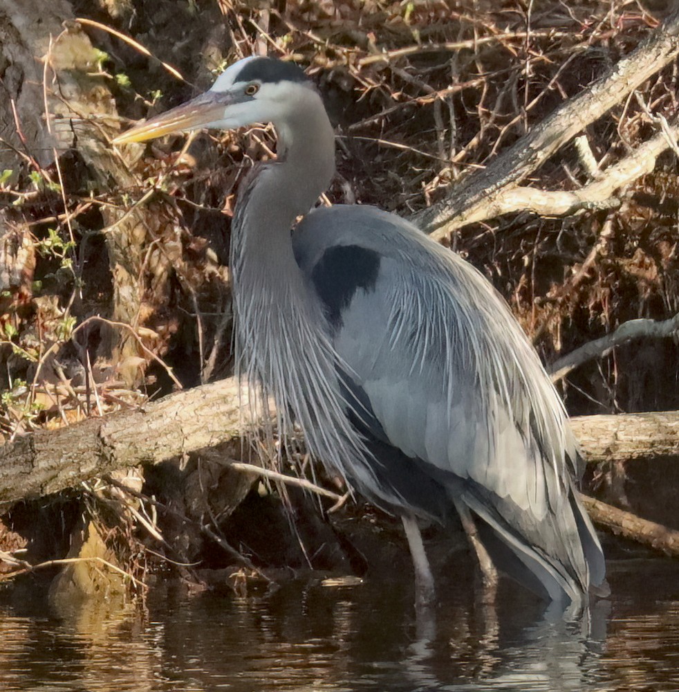 Great Blue Heron  image not found
