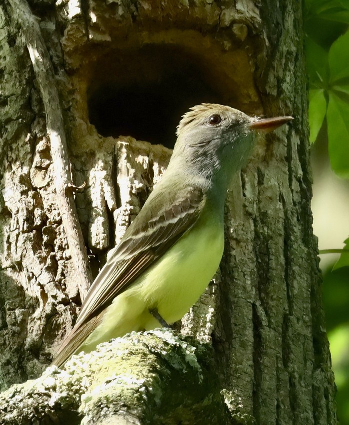 Great Crested Flycatcher 3 image not found