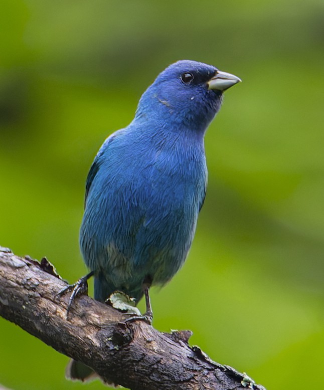 Indigo Bunting 6 image not found