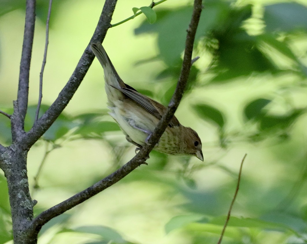 Indigo Bunting female image not found