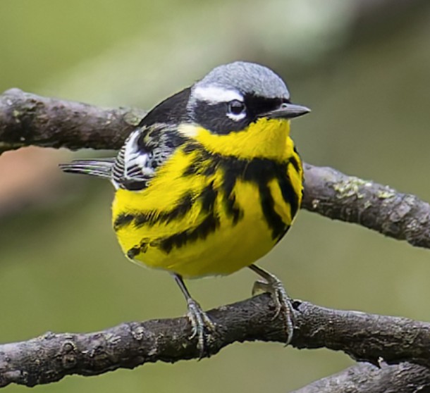 Magnolia Warbler 5 image not found