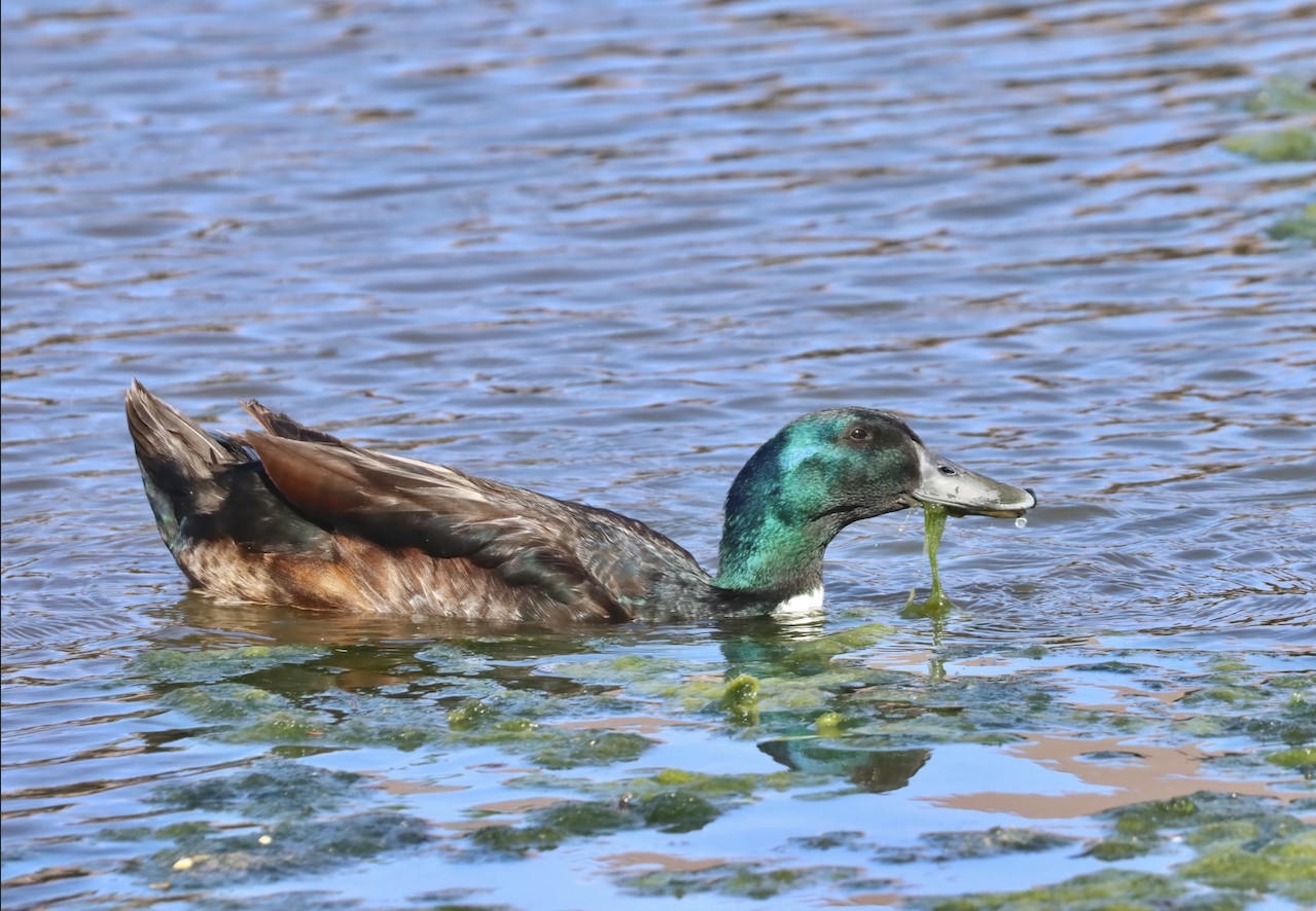 Mallard image not found