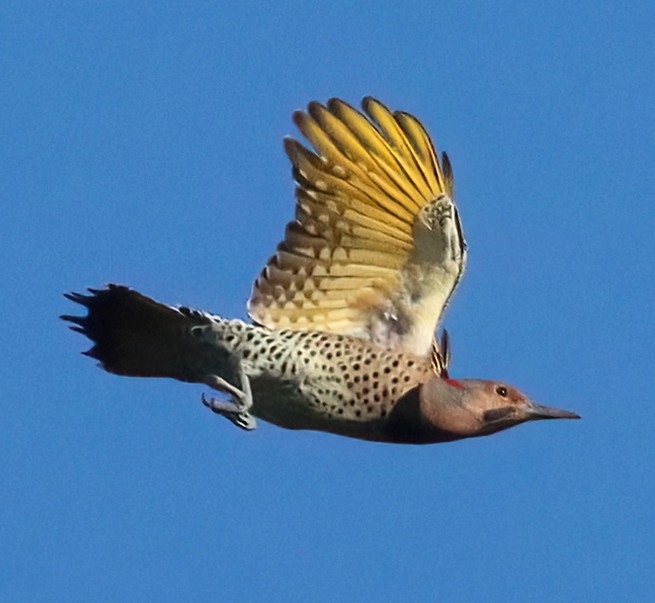 Northern Flicker 2 image not found