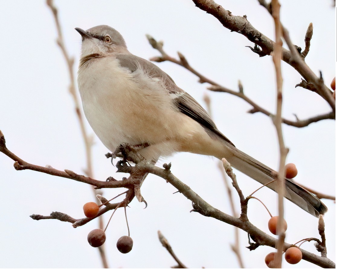 Northern Mockingbird 4 image not found