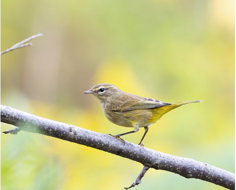 Palm Warbler 2 image not found