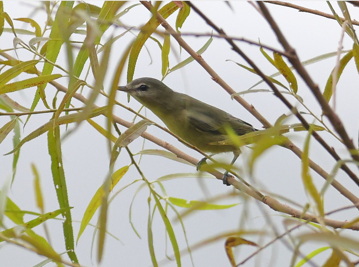 Philadelphia Vireo image not found