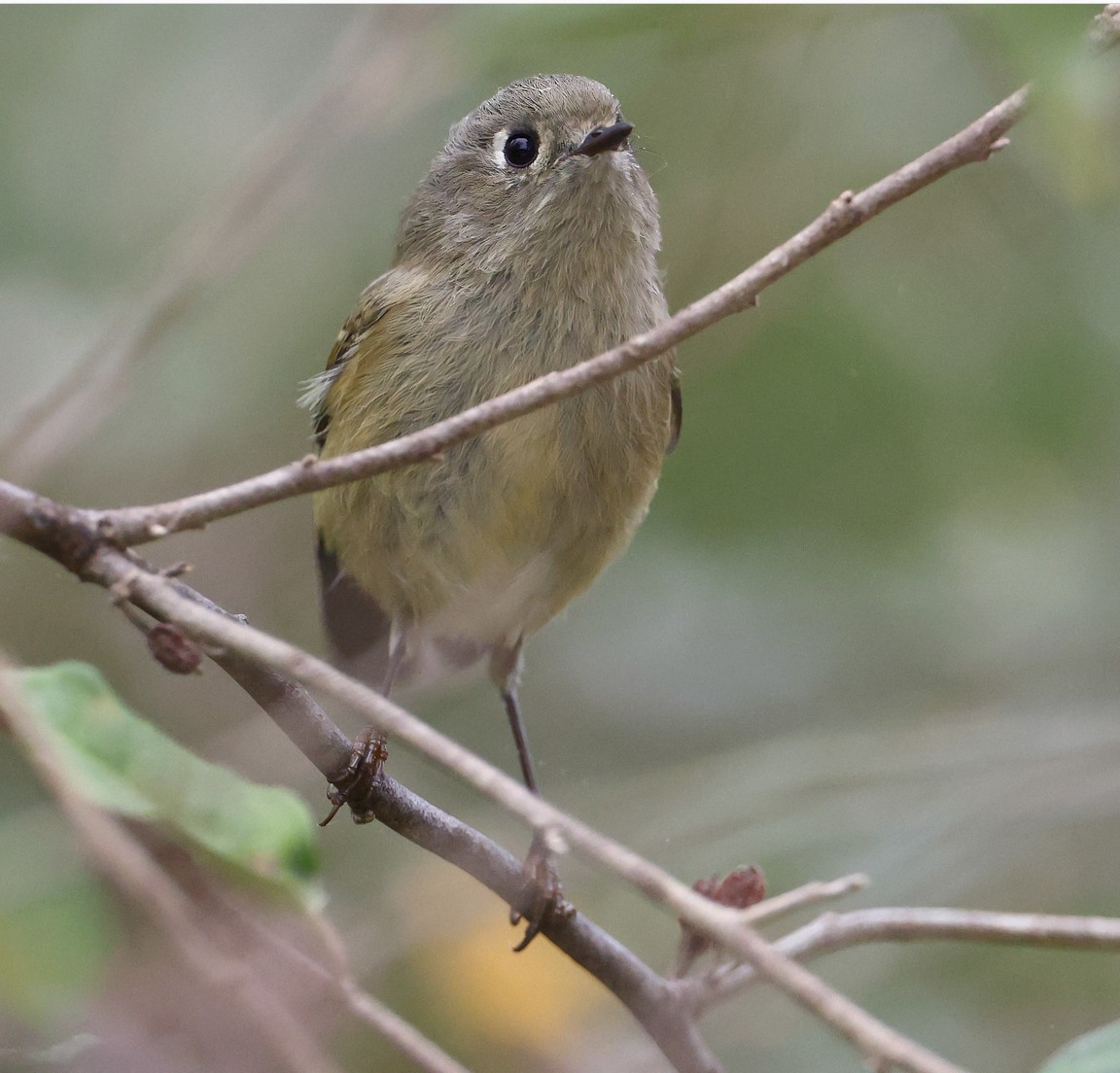 Ruby-crowned Kinglet image not found
