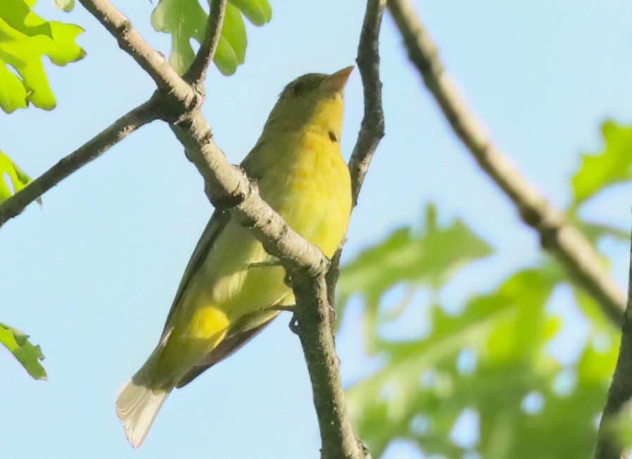  female Scarlet Tanager image not found