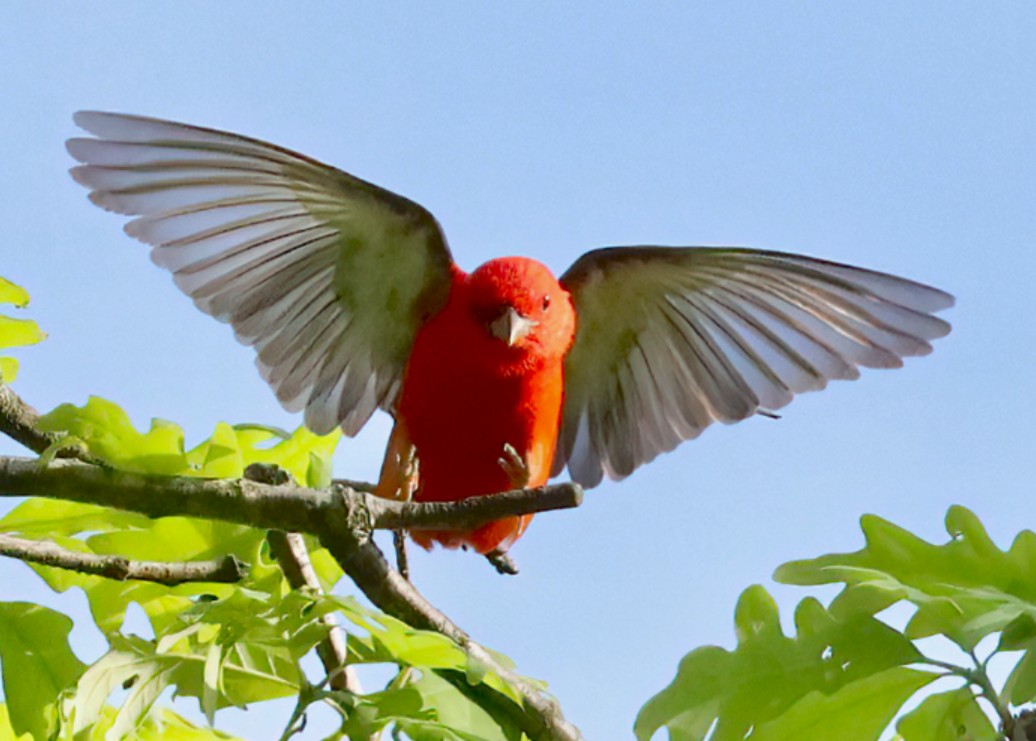 Scarlet Tanager male image not found