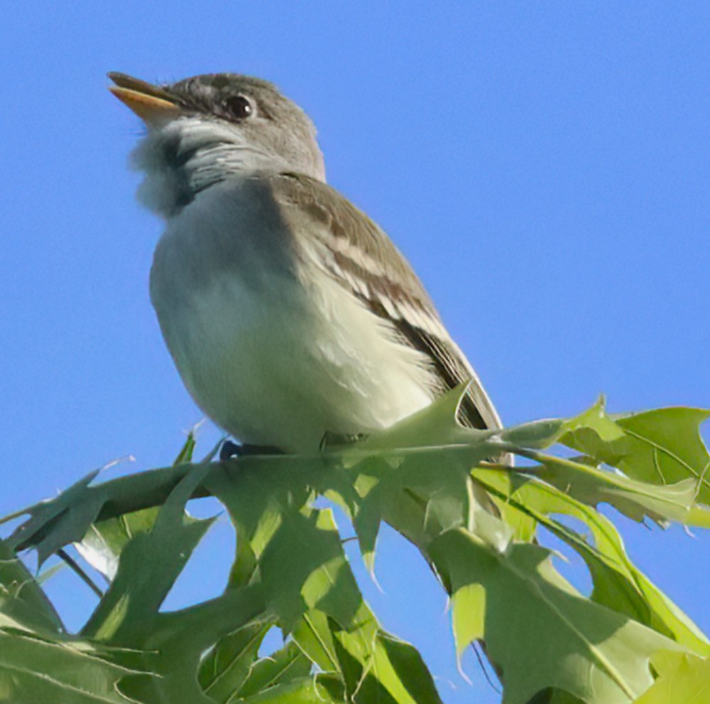 Willow Flycatcher 2 image not found