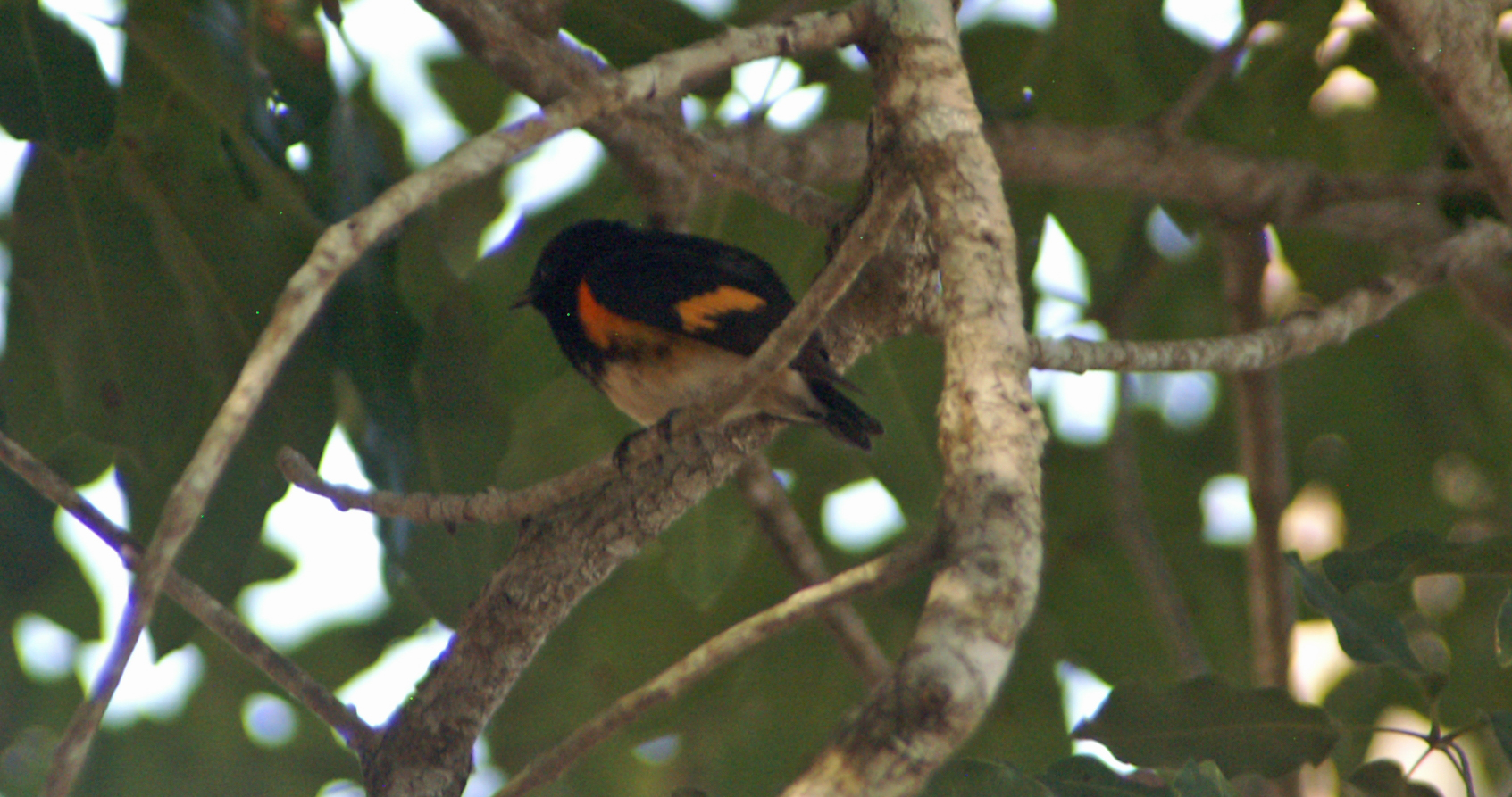 American Redstart