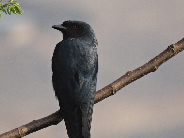 Ashy Drongo