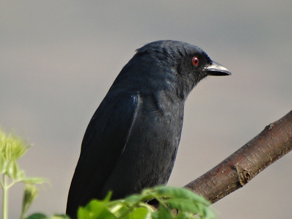 Ashy Drongo