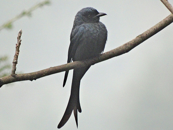 Ashy Drongo