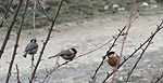 bird