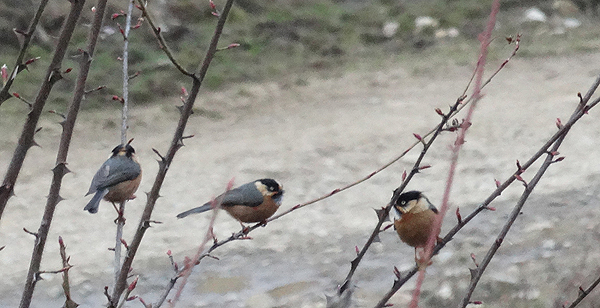 Black-browed Tit