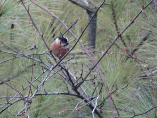 Black-browed Tit