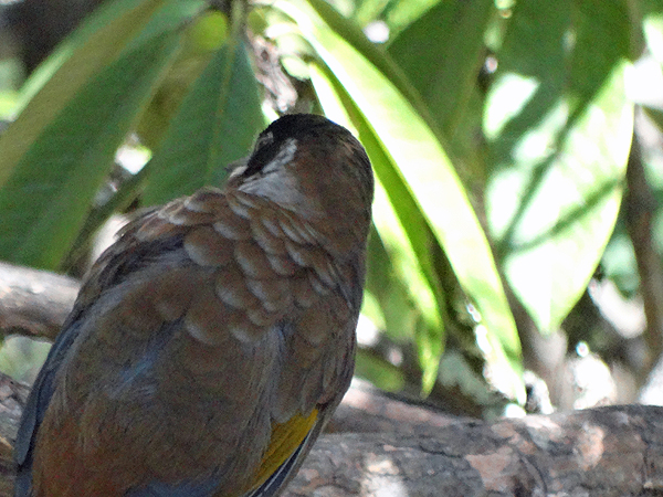 Black-faced Laughingthrush