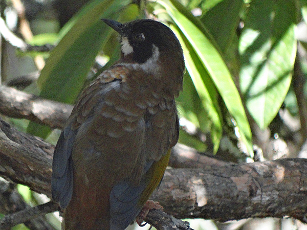 Black-faced Laughingthrush