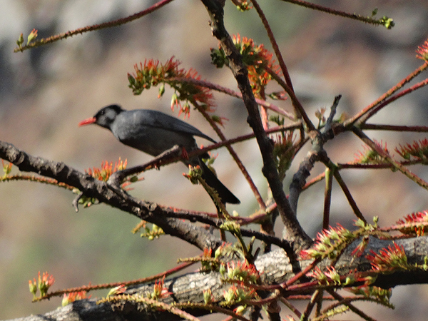 Black Bulbul