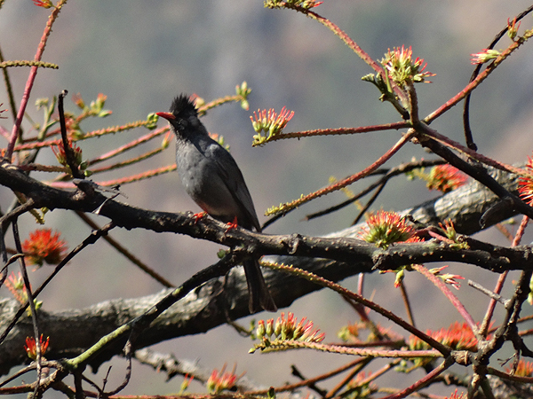 Black Bulbul