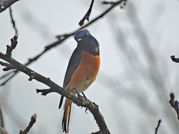 Black Redstart