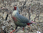 bird