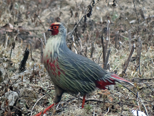 Blood Pheasant
