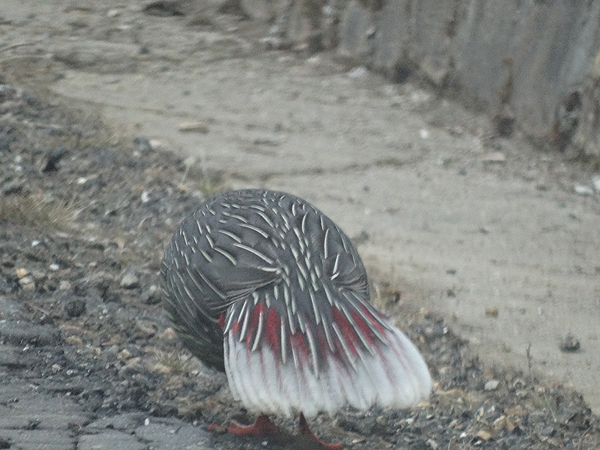 Blood Pheasant