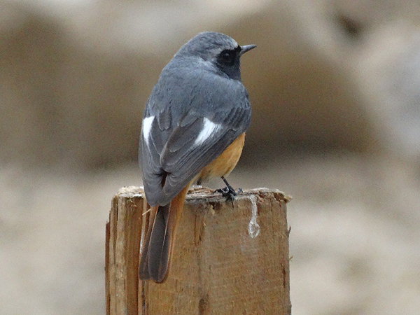 Blue-capped Rock Thrush
