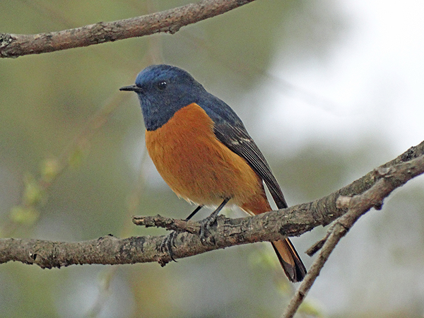 Blue-fronted Redstart