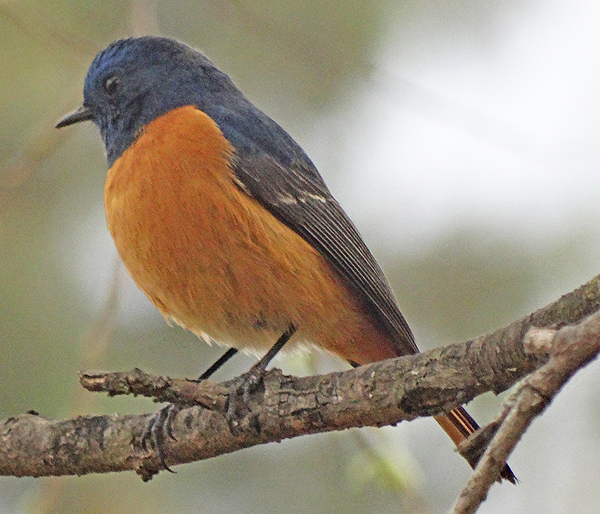 Blue-fronted Redstart
