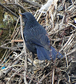 bird