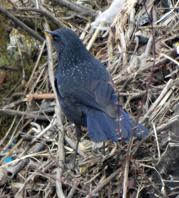 Blue Whistling Thrush