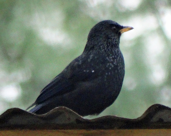 Blue Whistling Thrush