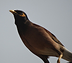 bird