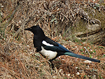 bird