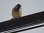 bird