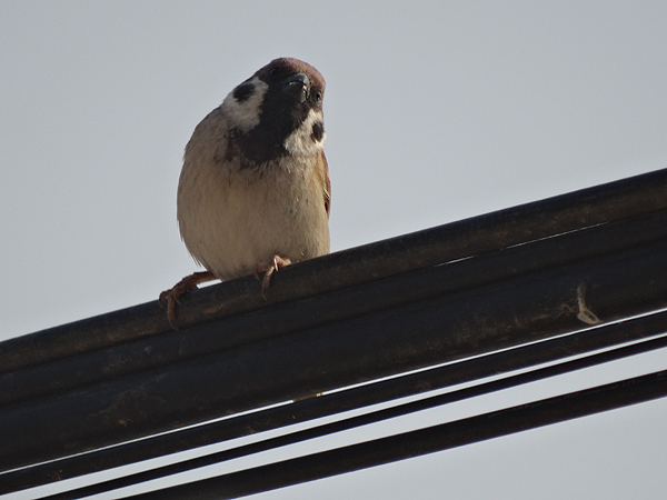 Eurasian Tree Sparrow